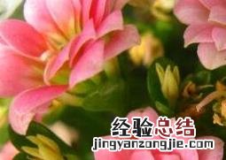 长寿花如何养殖及注意事项 长寿花如何养殖