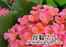 长寿花如何养殖及注意事项 长寿花如何养殖