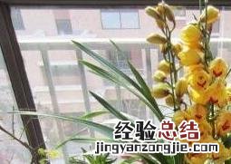 大花蕙兰的养殖方法和注意事项 大花蕙兰的养殖方法和注意事项视频