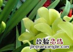 大花蕙兰的养殖方法和注意事项 大花蕙兰的养殖方法和注意事项视频