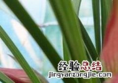 兰花的养殖方法和注意事项 水栽 兰花的养殖方法和注意事项