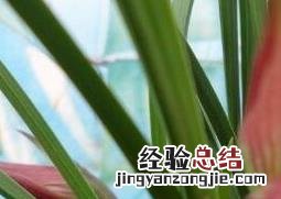 兰花的养殖方法和注意事项 水栽 兰花的养殖方法和注意事项