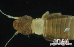 头上长虱子怎么办 头上长虱子怎么办图片