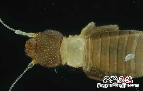 头上长虱子怎么办 头上长虱子怎么办图片