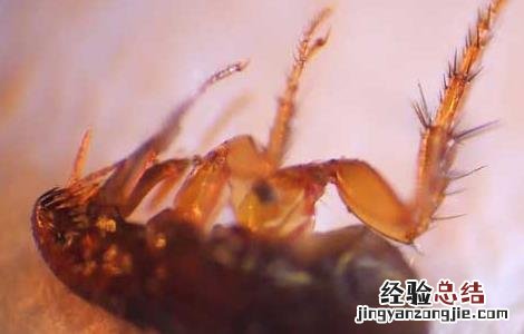 去虱子最简单的方法醋 去虱子最简单的方法