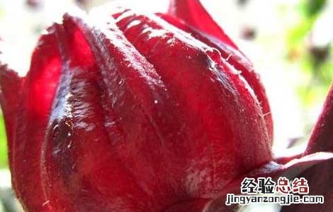 洛神花茶的功效与作用小孩能喝吗 洛神花茶的功效与作用