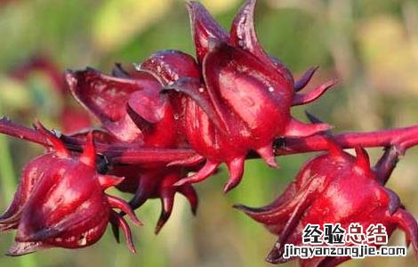 洛神花茶的功效与作用小孩能喝吗 洛神花茶的功效与作用