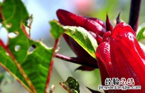洛神花茶的功效与作用小孩能喝吗 洛神花茶的功效与作用