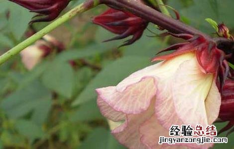洛神花茶的功效与作用小孩能喝吗 洛神花茶的功效与作用