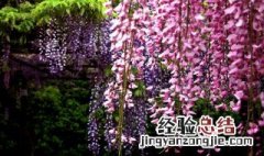 适合北方种植的爬藤花 适合北方种植的爬藤花卉 室外