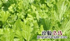 金芥菜的功效与作用 金芥菜的功效与作用