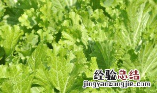 金芥菜的功效与作用 金芥菜的功效与作用