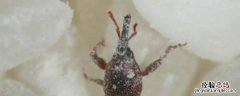 米虫离开了米会死吗 米虫离开米会自动死吗
