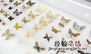 古人对蝴蝶的雅称 古人对蝴蝶的雅称单字