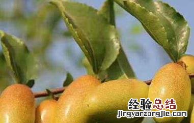 子弹头的枣是什么枣 子弹头枣什么时候成熟