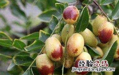子弹头的枣是什么枣 子弹头枣什么时候成熟