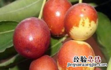 什么品种枣最好吃最甜的 什么品种枣最好吃最甜