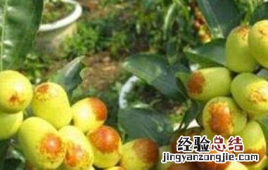 什么品种枣最好吃最甜的 什么品种枣最好吃最甜