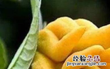 佛手玫瑰花的功效与作用 佛手玫瑰花的功效与作用是什么