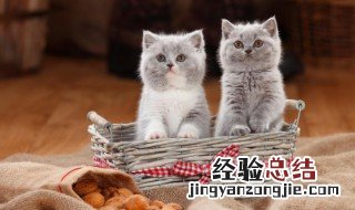 猫咪朋友圈说说 猫咪朋友圈说说简单
