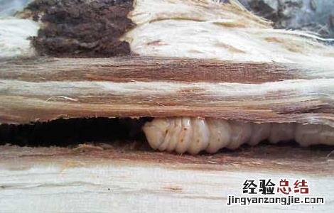 天牛幼虫能吃吗? 天牛幼虫可以吃吗