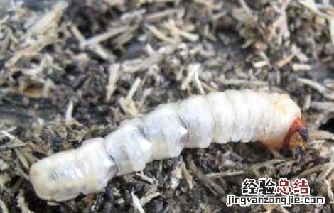 天牛幼虫能吃吗? 天牛幼虫可以吃吗