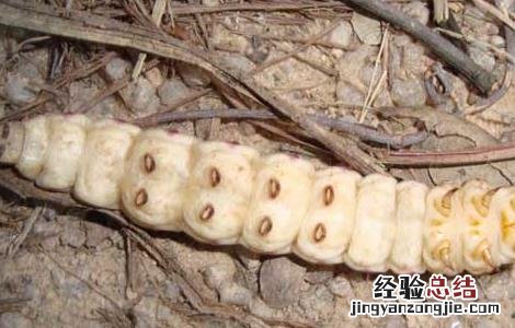 天牛幼虫能吃吗? 天牛幼虫可以吃吗