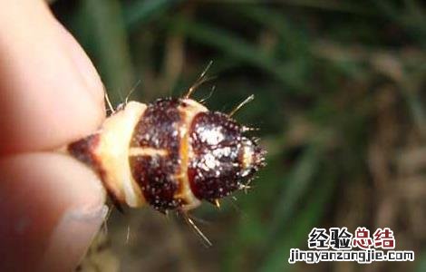 天牛幼虫能吃吗? 天牛幼虫可以吃吗