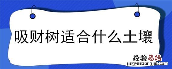 吸财树适合什么土壤 吸财树用什么土栽培最好