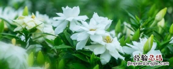 栀子花适合什么土壤栽培 栀子花适合什么样的土壤种植