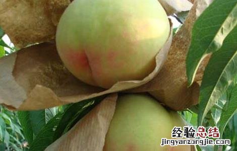 水蜜桃是热性还是凉性 水蜜桃是热性还是凉性水果