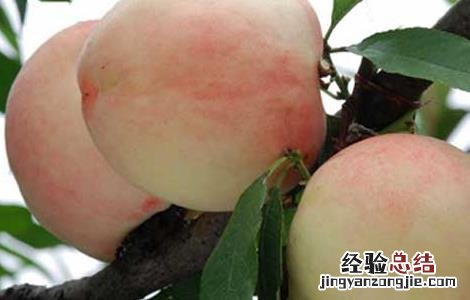 水蜜桃是热性还是凉性 水蜜桃是热性还是凉性水果