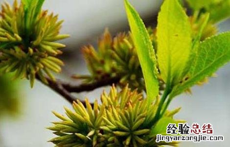人参黄精杜仲雄花茶的作用与功效 杜仲雄花茶的作用与功效