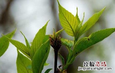人参黄精杜仲雄花茶的作用与功效 杜仲雄花茶的作用与功效