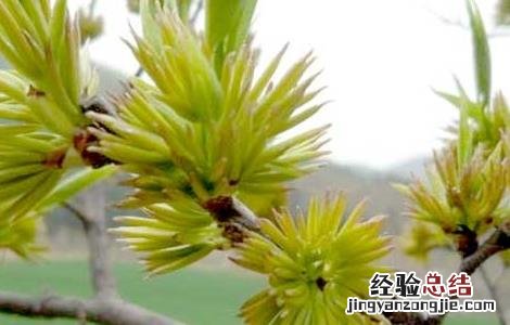 人参黄精杜仲雄花茶的作用与功效 杜仲雄花茶的作用与功效