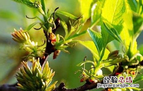人参黄精杜仲雄花茶的作用与功效 杜仲雄花茶的作用与功效