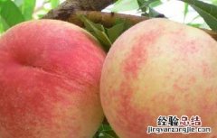 水蜜桃可以放冰箱吗 水蜜桃可以放冰箱吗冷冻吗