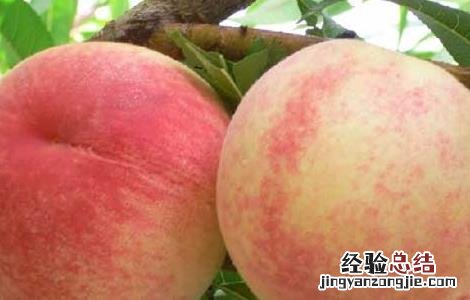 水蜜桃可以放冰箱吗 水蜜桃可以放冰箱吗冷冻吗