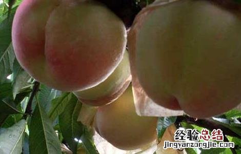 水蜜桃怎么储藏 水蜜桃怎么保存才好
