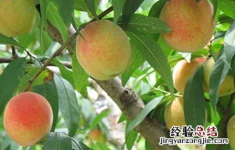 水蜜桃怎么储藏 水蜜桃怎么保存才好