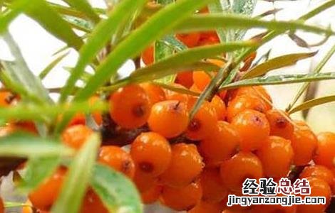 沙棘茶喝死人是真的吗 沙棘茶喝死人 新闻