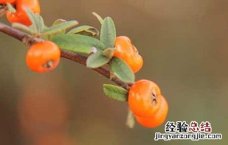 沙棘茶喝死人是真的吗 沙棘茶喝死人 新闻