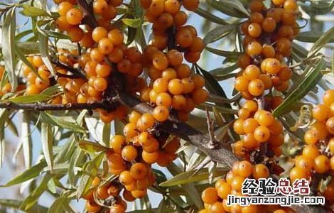沙棘茶喝死人是真的吗 沙棘茶喝死人 新闻