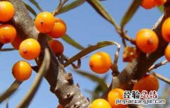 沙棘茶喝死人是真的吗 沙棘茶喝死人 新闻