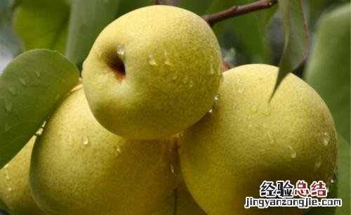 清热化痰的水果 化痰的水果