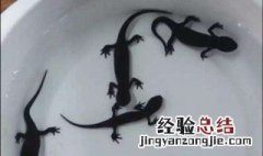 小火龙鱼怎么养 小火龙鱼怎么养5厘米