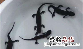 小火龙鱼怎么养 小火龙鱼怎么养5厘米