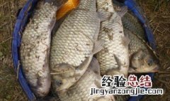 野钓鲫鱼连杆后没口 鲫鱼钓着钓着就没口了