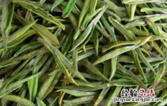 安吉白茶的功效与作用 安吉白茶的功效与作用适合什么季节喝