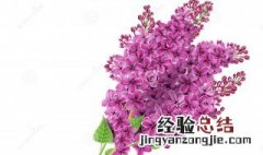 丁香绕内容概括 丁香结主要内容是什么